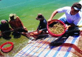 Nhân rộng mô hình khuyến nông: Cần sức mạnh tổng hợp