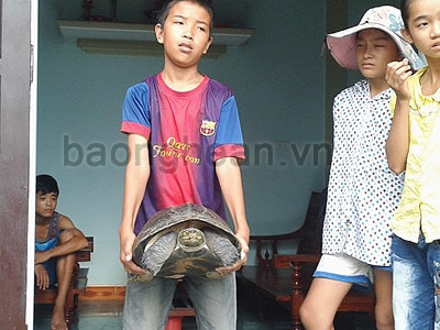 “Cụ” rùa tự bò vào nhà dân ở Liên Thành (Yên Thành)