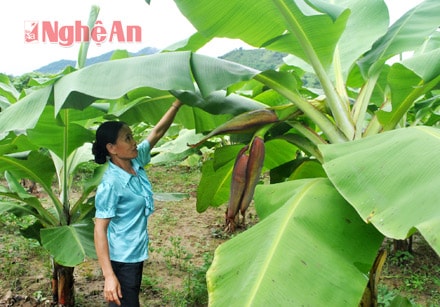 Trồng chuối tiêu hồng ở bản Chắn