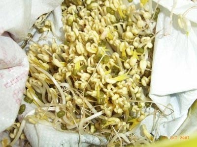 Bà nội trợ vẫn cẩn trọng với giá đỗ