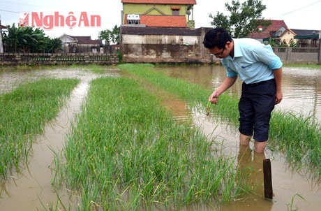Thị trường rau xanh tăng giá