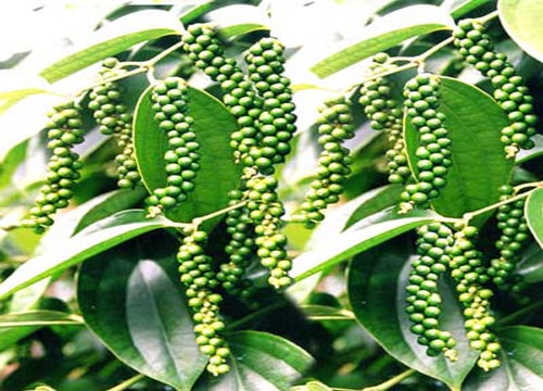 Nông dân nắm giá hồ tiêu xuất khẩu