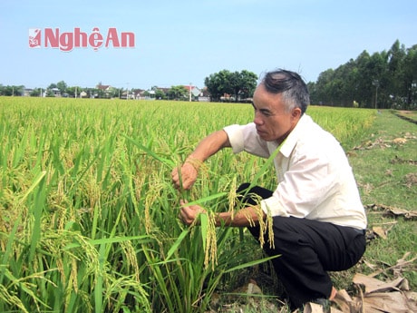HTX Phú Hậu thành công từ sản xuất lúa giống