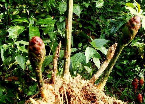 Gừng dại trị các chứng trúng gió, chóng mặt