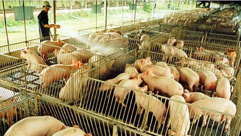 Nhập khẩu tăng, thức ăn gia súc và nguyên liệu tăng 38,5%