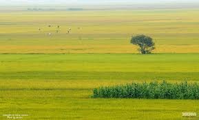 Doanh nghiệp cùng nông dân xây dựng cánh đồng mẫu lớn