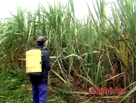 Thái Hòa: Khống chế dịch bệnh ở mía