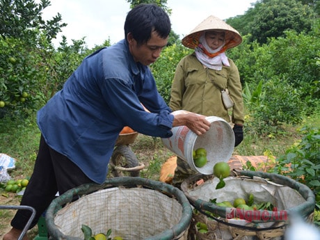 Mùa cam Phủ Quỳ