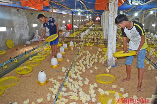 Chú trọng phát triển trang trại chăn nuôi quy mô lớn