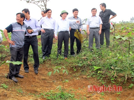 Quy hoạch trên 3.000 ha trồng cao su trên địa bàn Quế Phong