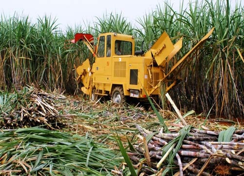 Thuê, mua là giải pháp tích tụ ruộng đất hiệu quả