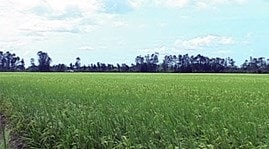 Hợp tác và nhân rộng mô hình sản xuất nông nghiệp xanh