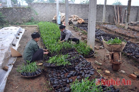 Ươm giống keo phục vụ trồng rừng