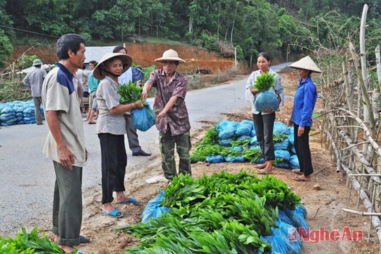 Loay hoay bài toán nâng cao giá trị keo lai