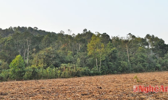 Tháo gỡ vướng mắc trong giao đất lâm nghiệp