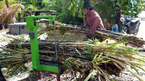 Giá mía liên tục giảm, nông dân quay lưng với cây mía