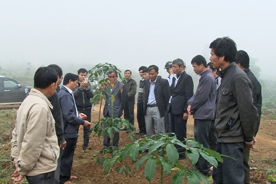 Già làng - trưởng bản thăm quan mô hình trồng cao su ở Quế Phong