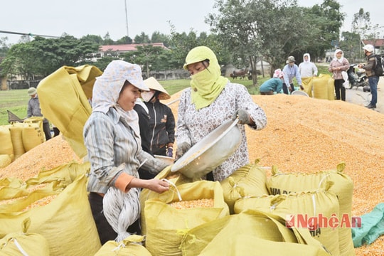 Sản xuất gắn với thị trường tiêu thụ
