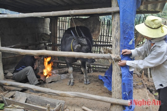 Phòng chống đói, rét cho vật nuôi: Nhiệm vụ cấp bách