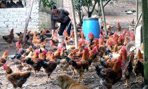 Dân buôn găm hàng Tết, giá thịt ồ ạt tăng