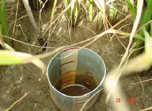 Kỹ thuật tưới nước tiết kiệm cho lúa