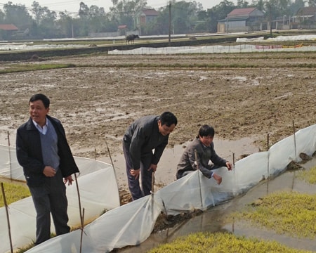 Một số địa phương gieo mạ quá sớm so với lịch thời vụ