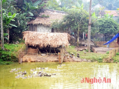 Từ bò sinh sản đến vịt bầu Quỳ