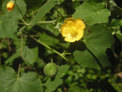 Cây cối xay: Hiệu quả cho người bị suy giảm thính lực