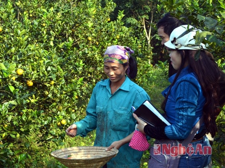 Hướng đi nào cho thương hiệu cam Vinh?