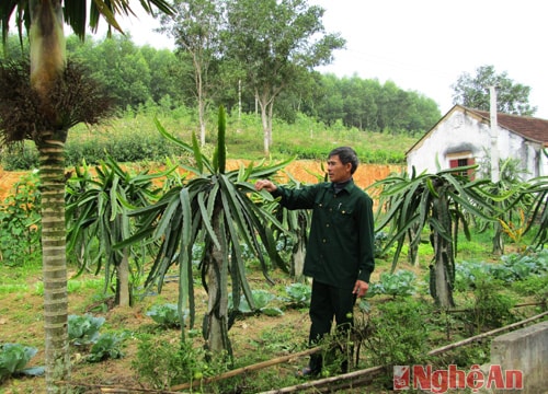 Những người "vác tù và" ở Nghĩa Đàn