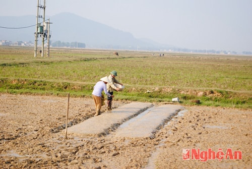 Đô Lương: Chấp hành nghiêm lịch thời vụ
