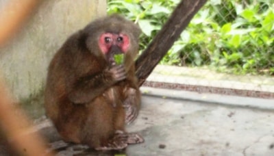 Vườn quốc gia Phong Nha Kẻ Bàng tiếp nhận ba cá thể khỉ mặt đỏ