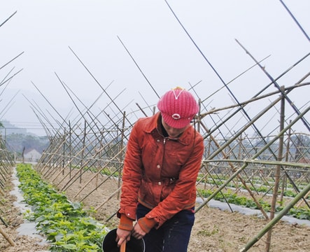 Sản xuất bí xanh theo tiêu chuẩn VietGap