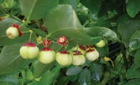 Rau ngót - Vị thuốc tăng sức đề kháng