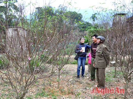 Thăng trầm đào tết