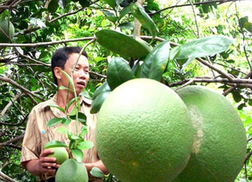 Bưởi da xanh trúng giá, nhà vườn ăn Tết lớn