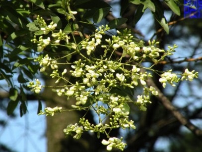 Chữa bệnh trĩ đơn giản với diếp cá, nụ hòe