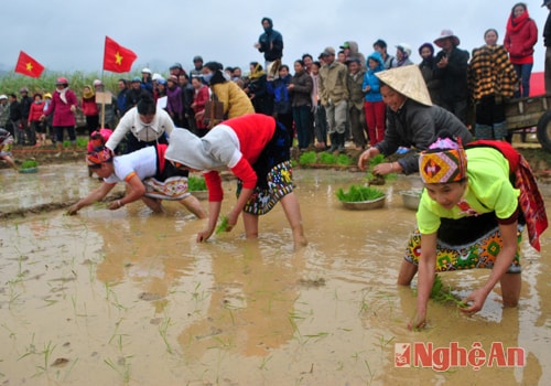 Tam Quang - Tương Dương: Tưng bừng hội thi cấy