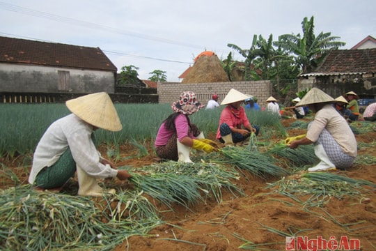 Rau xanh được mùa, rớt giá