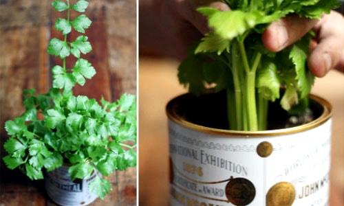 Độc chiêu trồng rau Thạch Sanh, ăn hết lại có