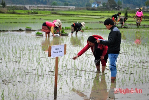 Sôi nổi hội thi cấy đầu năm