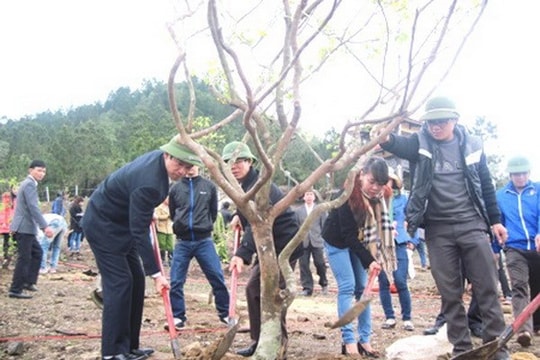 103 cây mai vàng trước mộ Đại tướng Võ Nguyên Giáp