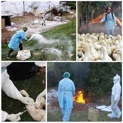 Công điện Thủ tướng: Tập trung phòng chống dịch cúm gia cầm lây sang người