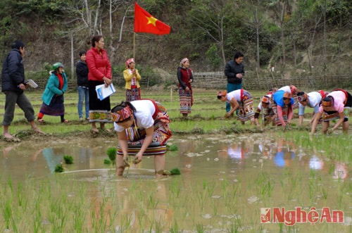 Náo nức hội thi cấy ở Yên Hòa
