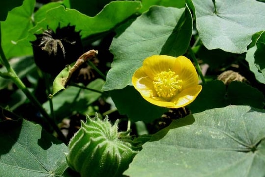 Cây cối xay: Hiệu quả cho người bị suy giảm thính lực