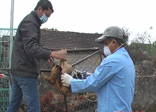 Yên Thành tập trung khoanh vùng dập dịch cúm gia cầm H5N1