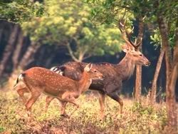 Tăng cường bảo tồn động vật hoang dã quý, hiếm