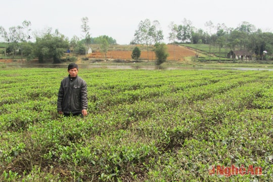 Sớm điều chỉnh công tác chuyển đổi ruộng đất ở xã Thanh Mai