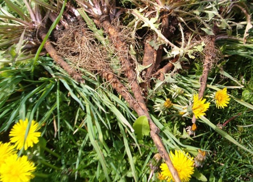 Lọc máu bằng thảo dược