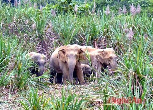Voi rừng phá ruộng mía của bà con Bản Vều.